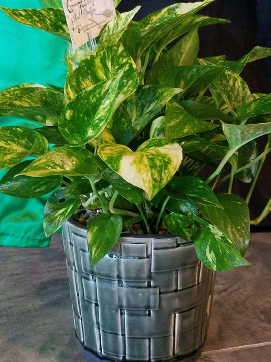 Large Solomon-Ivy Plant