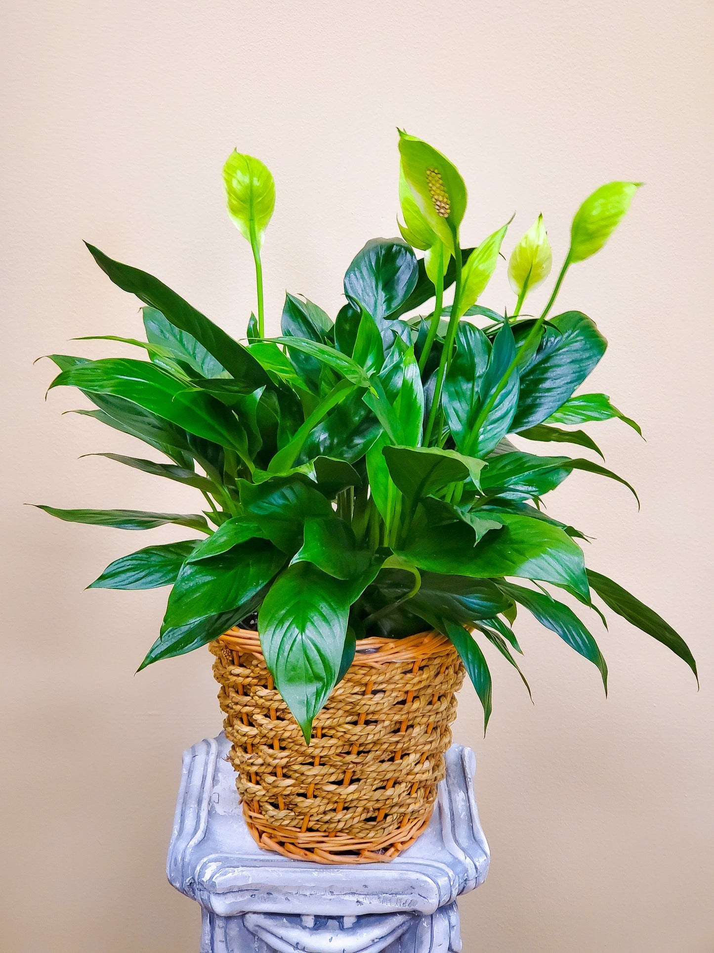Peace Lily Basket