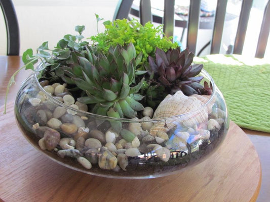 Glass Dish Garden
