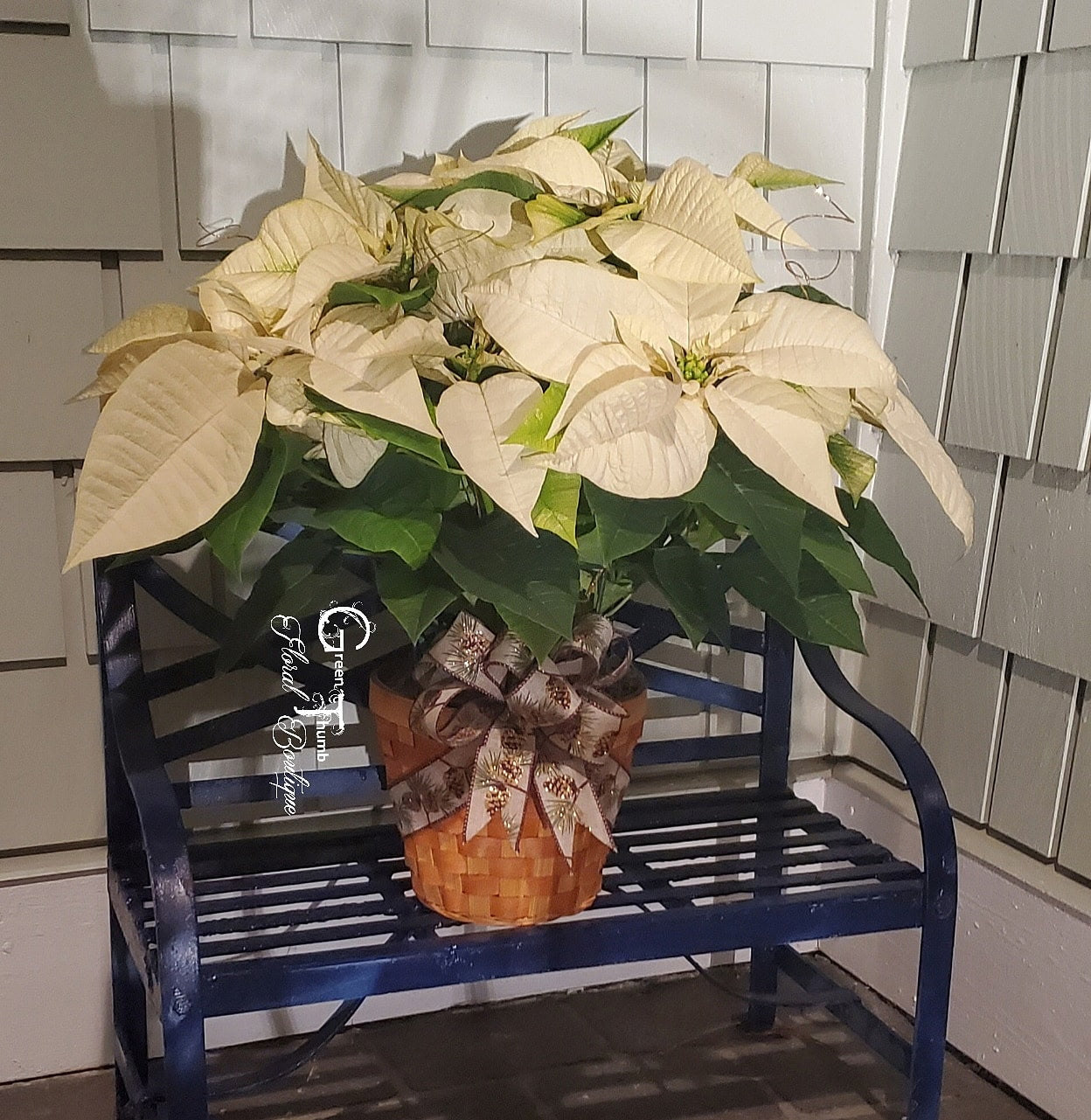 Holiday Poinsettia Plant