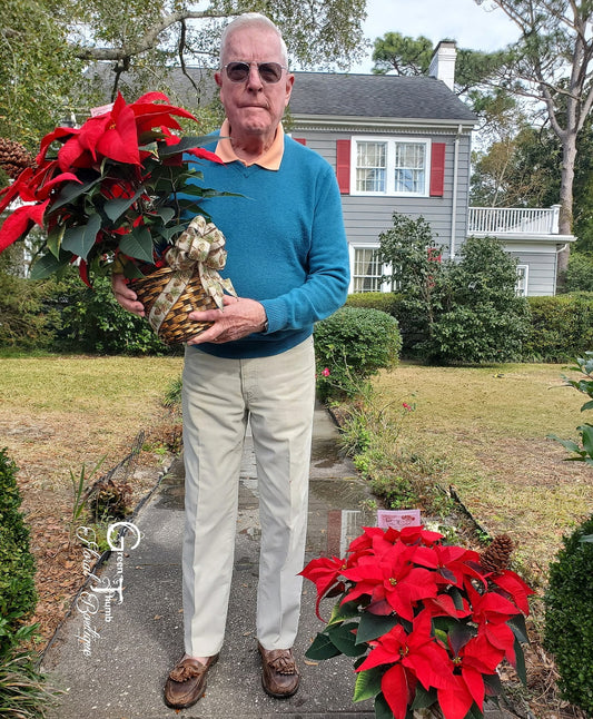 Holiday Poinsettia Plant