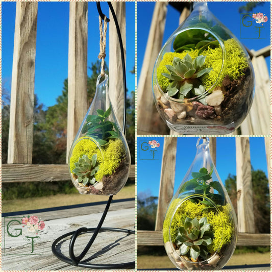 Hanging Teardrop Succulent Terrarium